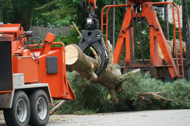 Professional Tree Care Services in Silver Springs, NV